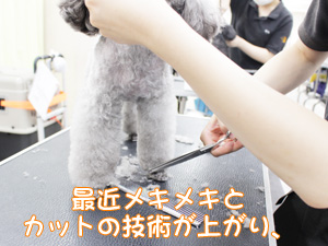 プロトリマーを目指して！